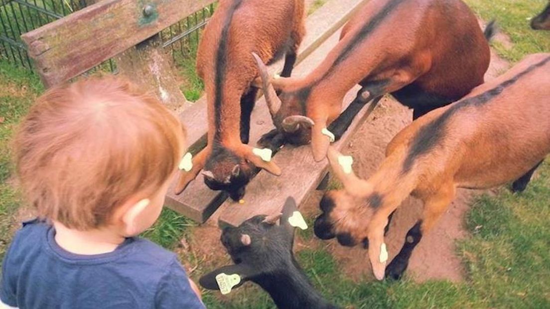 Kinderboerderij Beeklust in Almelo