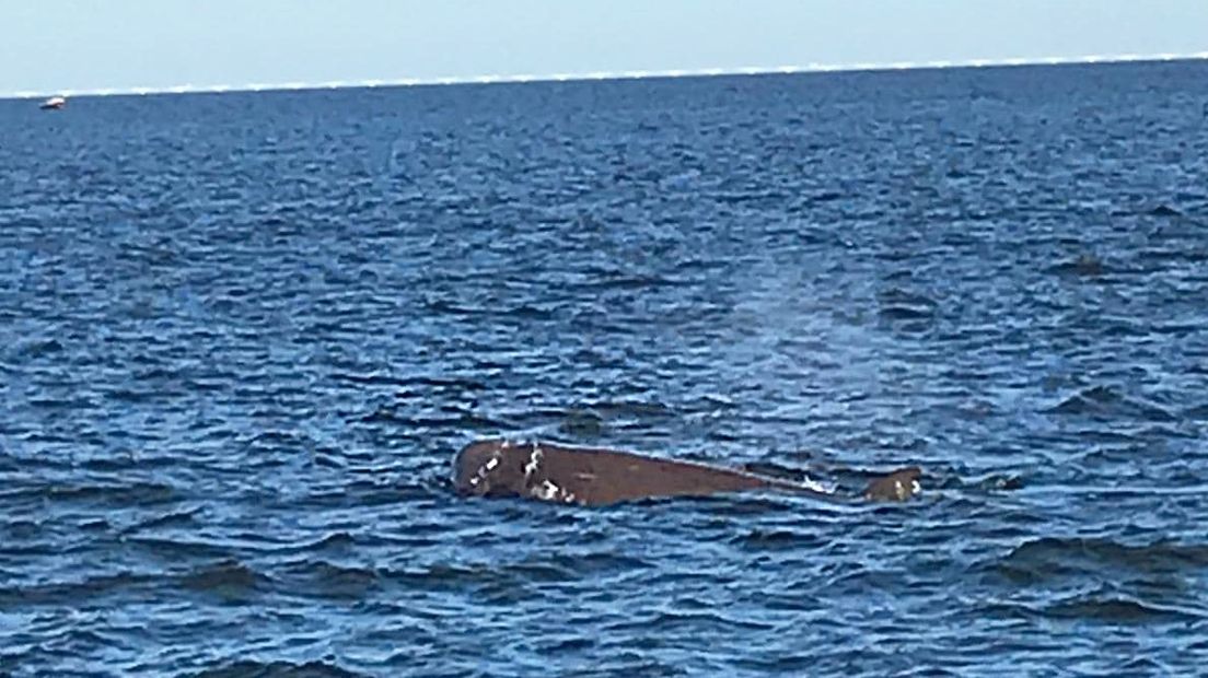 Moeder en kalf noordelijke butskop in Oosterschelde