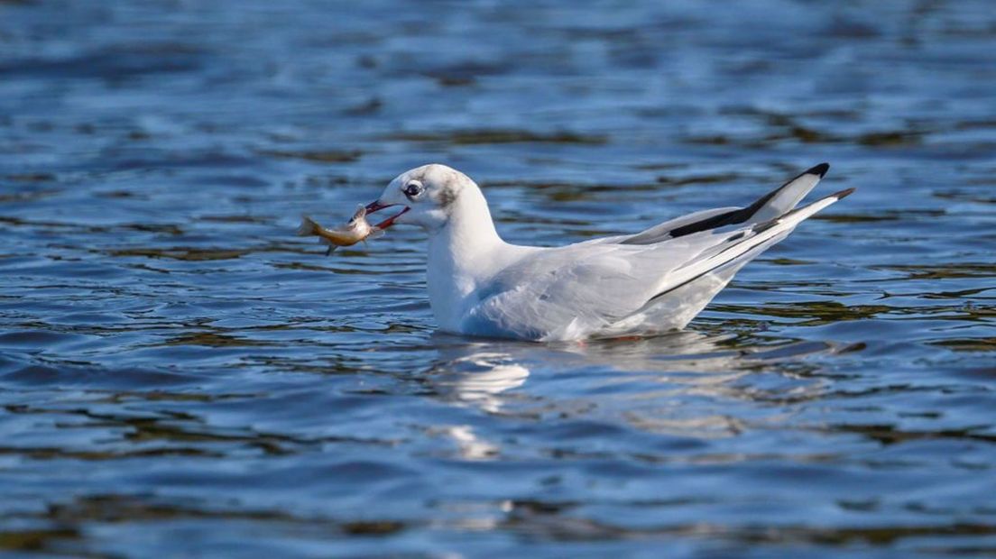Een kokmeeuw heeft een visje gevangen om op te eten (beeld ter illustratie).