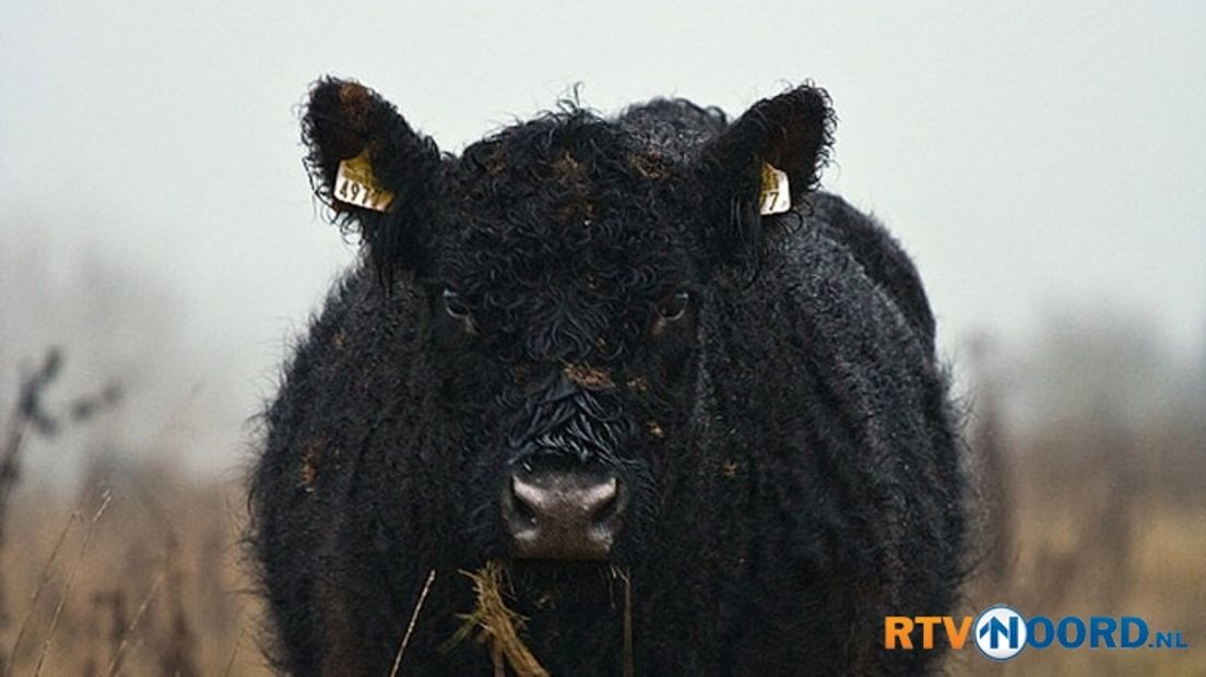 Een Galloway rund