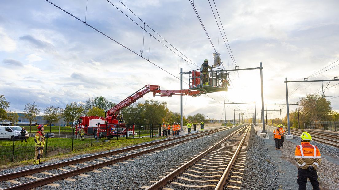 Zwaan bevrijd uit bovenleiding bij Zwolle, maar overlevingskans is klein