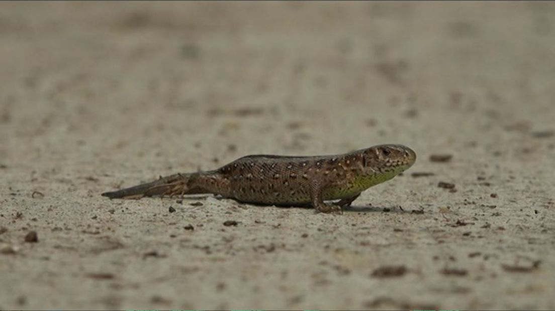 De gemeente Berg en Dal is begonnen om 'reptielwerende hekjes' langs het omstreden fietspad in de Groesbeekse Spoorkuil zetten. Die moeten voorkomen dat de beschermde diersoorten de zandhagedis en hazelworm het pad oversteken en geplet worden onder fietsbanden.