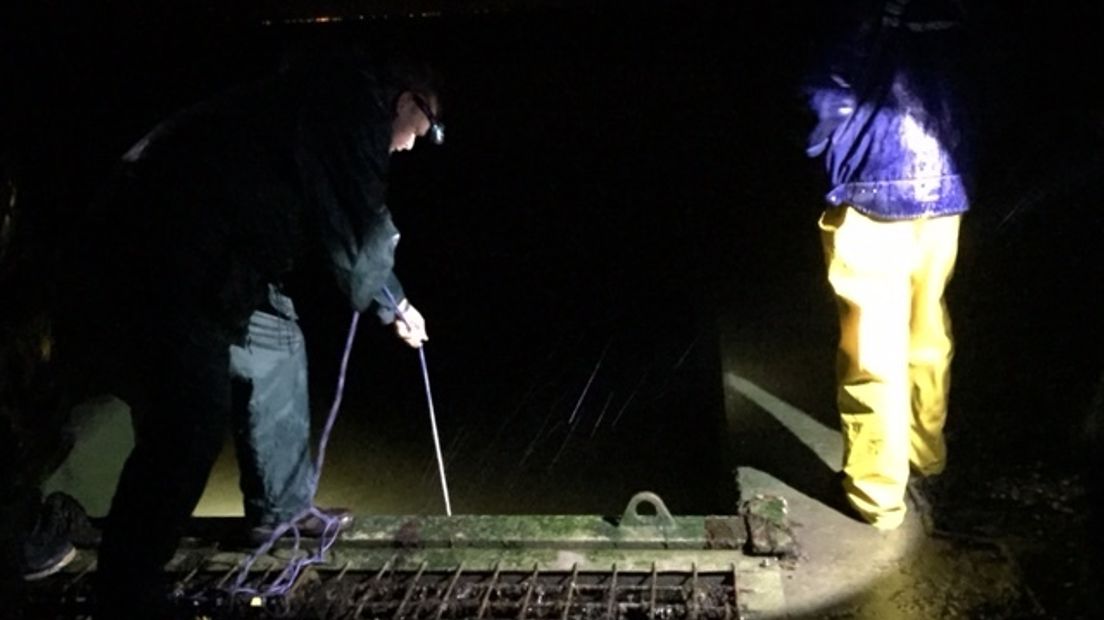 Vrijwilligers tellen glasaaltjes in Oosterschelde (video)