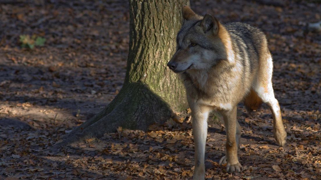 Een wolf zoals die mogelijk is gezien in Enschede