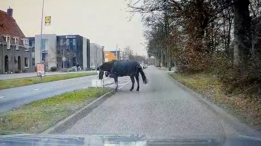 De pony op de weg in Doetinchem.