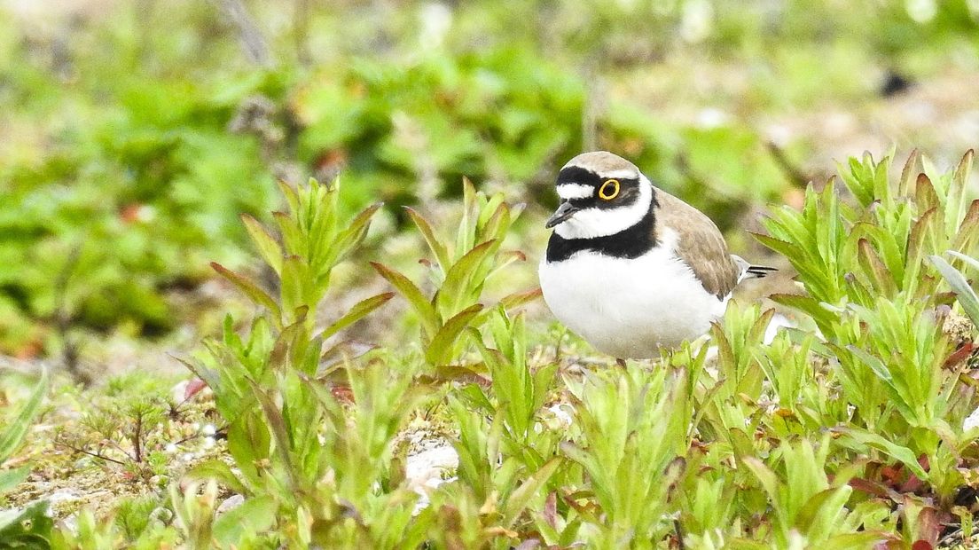 De kleine plevier