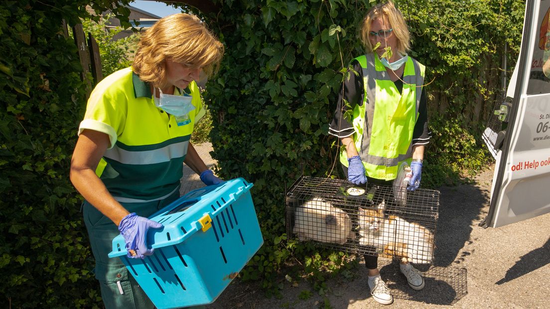 Sommige katten Bunschoten waren er niet al te best aan toe