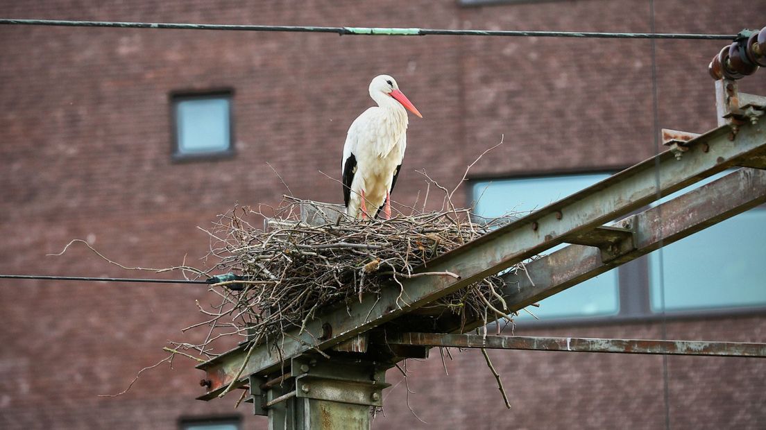 De ooievaar op het nest