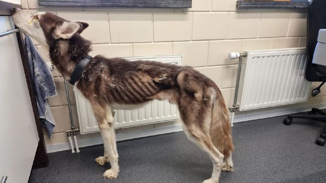 Husky verwaarloosd