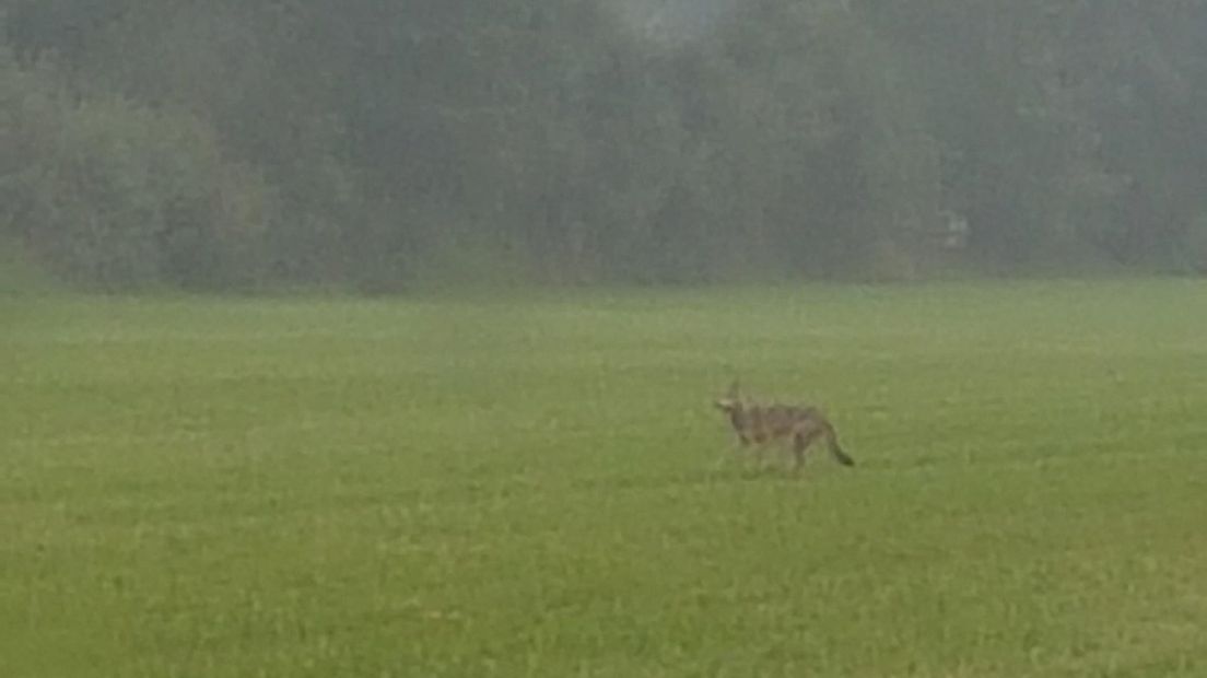 De wolf in een grasland bij Deurningen