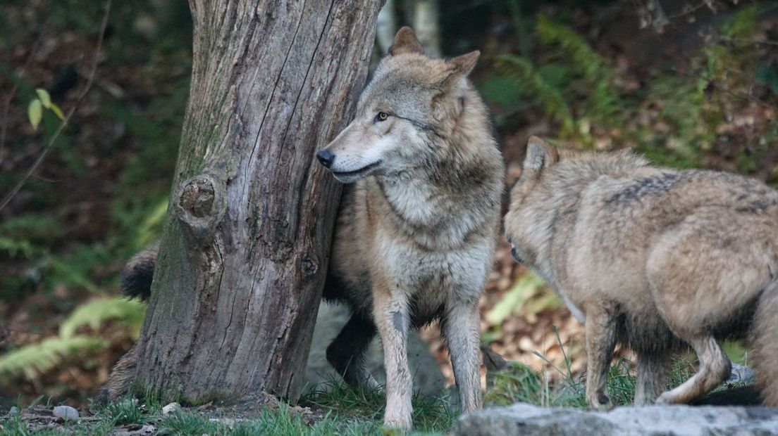 Niet één, maar minstens twee wolven bezochten de afgelopen tijd Drenthe (Rechten: Pixabay)