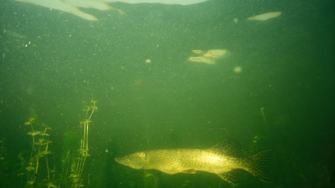 Snoek