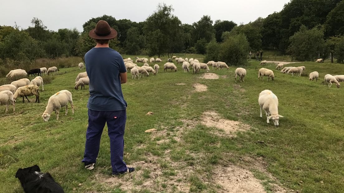 De herder met zijn schapen
