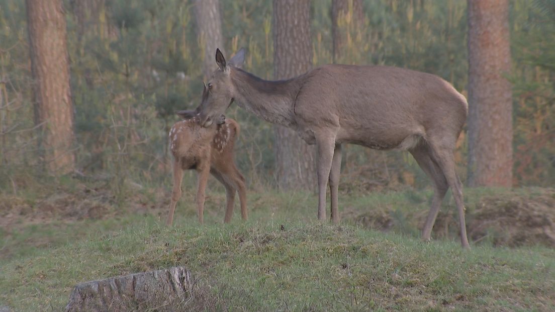 Biggetjes, lammetjes van de moeflons en de eerste reekalveren. Het is een babyboom op de Hoge Veluwe en jij kunt meekijken! Want sinds zaterdag zijn deze jonge dieren en hun ouders te volgen via de nieuwe livestream van BuitenGewoon.