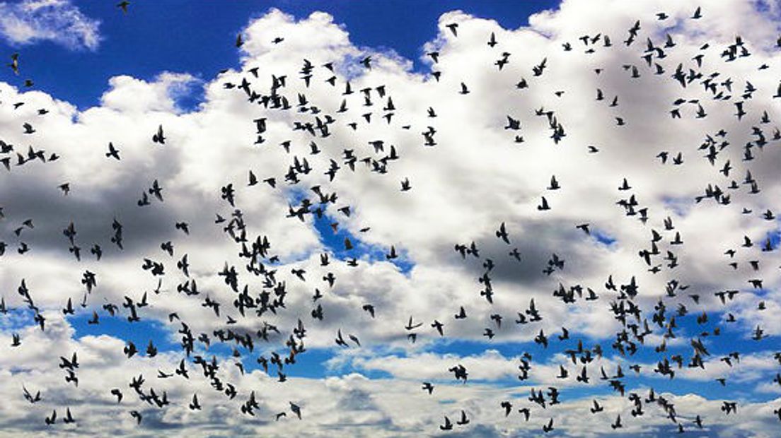 Trekvogels maken gebruik van de goede weersomstandigheden (Rechten: Pixabay)