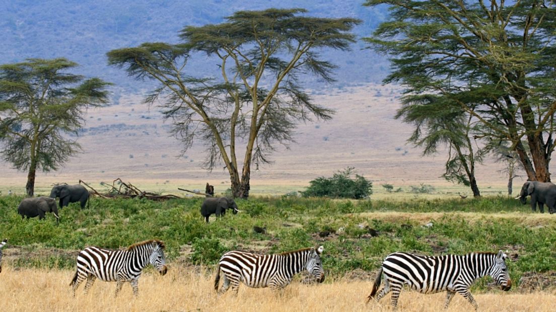 Wilde dieren in Tanzania
