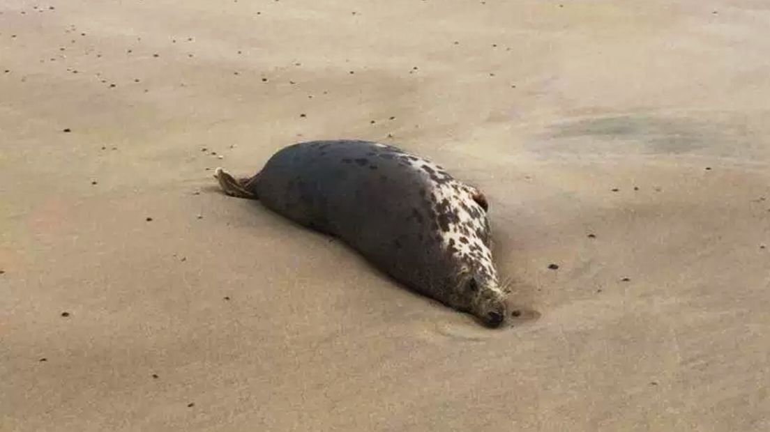 Dode zeehond aangespoeld bij strandpaviljoen De Strandloper in Nieuw-Haamstede is de vierde in vier dagen