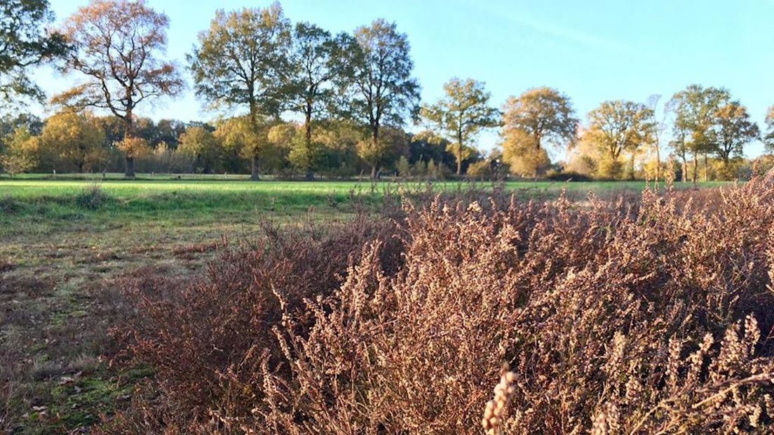 Heide naast het weiland