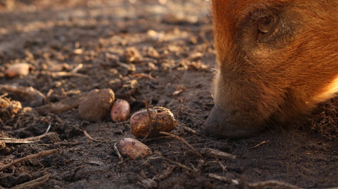 Varkens zijn dol op eikels (Rechten: Dylan de Lange/RTV Drenthe)