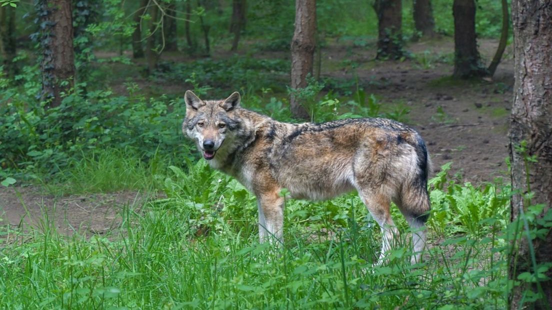 Moeten we bang zijn voor de wolf? Nee, zeggen deskundigen