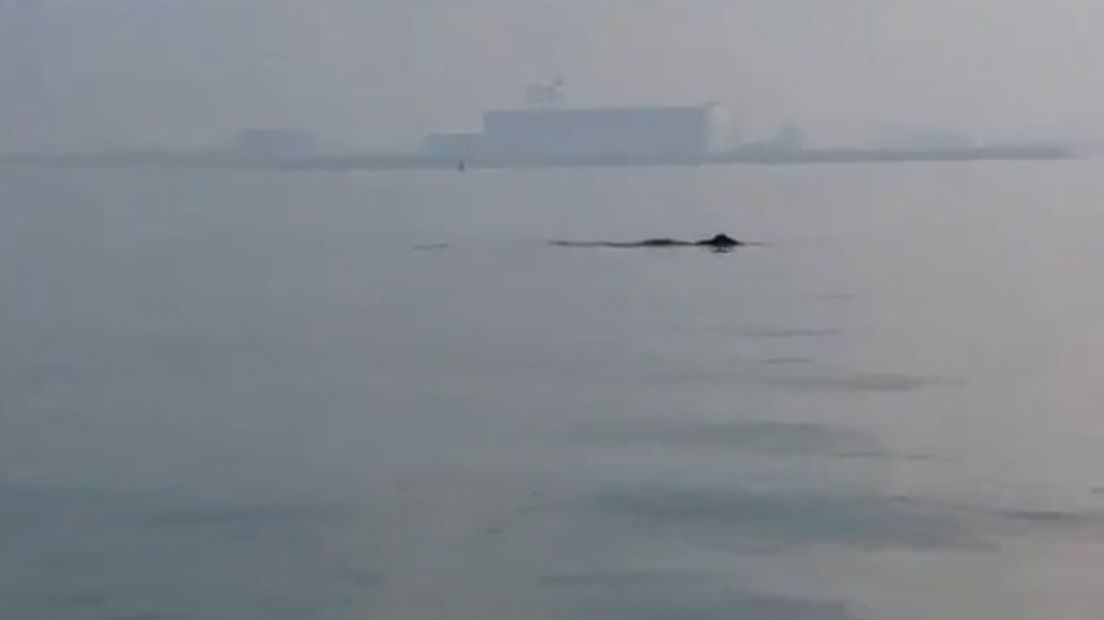 Groenlandse walvis dook al eerder op in Zeeland (video)