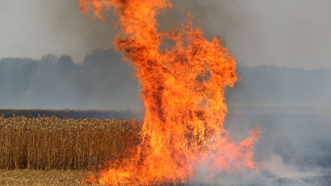 De vlammen in het graanveld