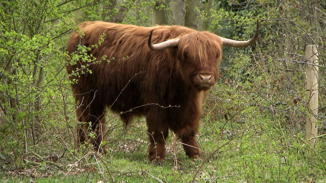 Een van de stieren op landgoed Hooghalen