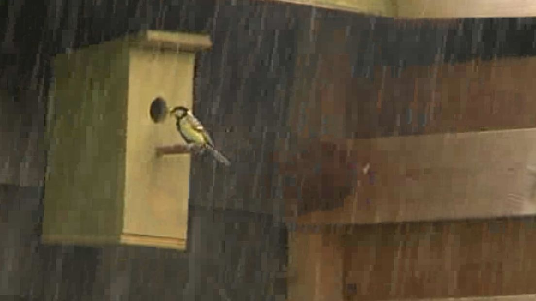 De tjiftjaf in stromende regen bij het nestkastje