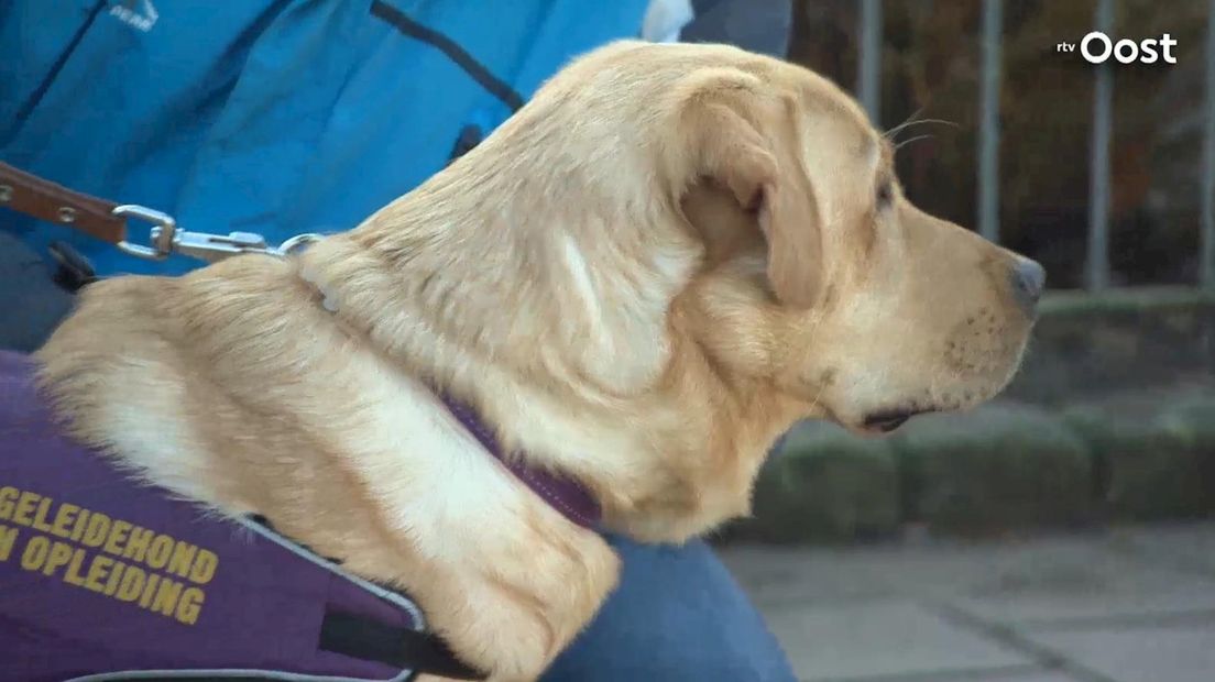 Pup in opleiding Benno