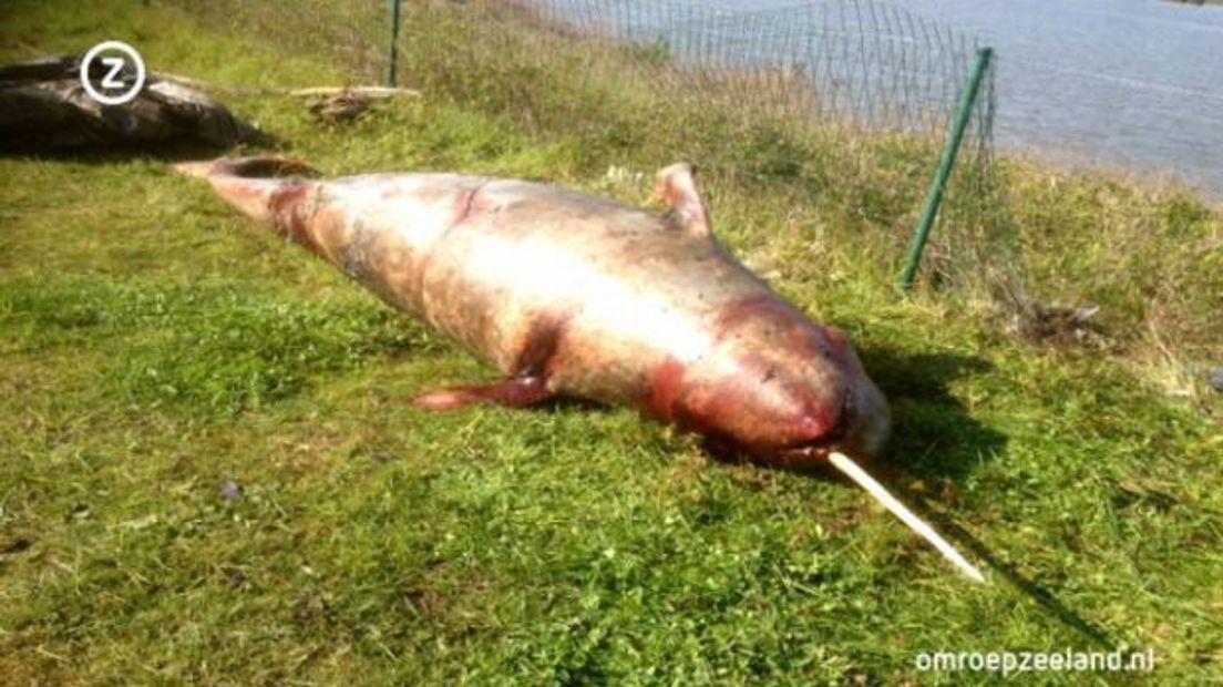 Narwal in de Schelde omgekomen van de honger