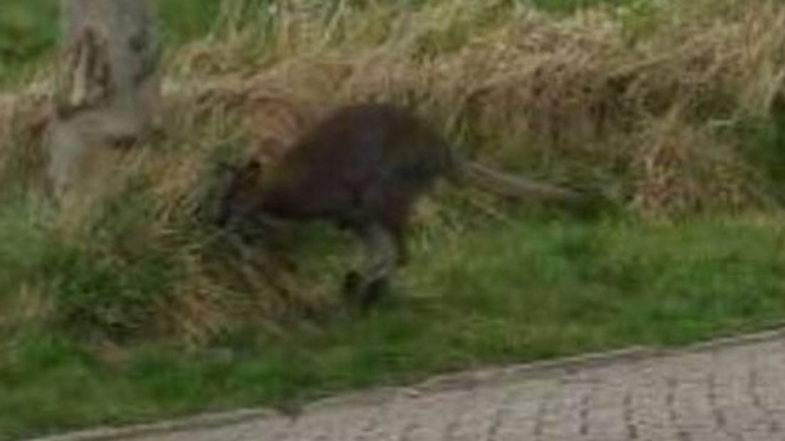 Ontsnapte wallaby weer veilig thuis