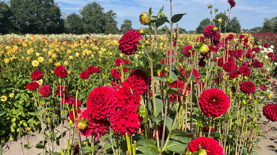 Door de droogte is de dahliabloem kleiner, daarom zijn er straks meer nodig voor de corsowagens