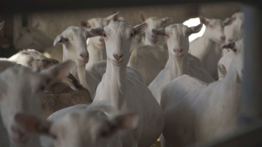 Provinciale politiek ziet niets in bouwstop geitenhouderij