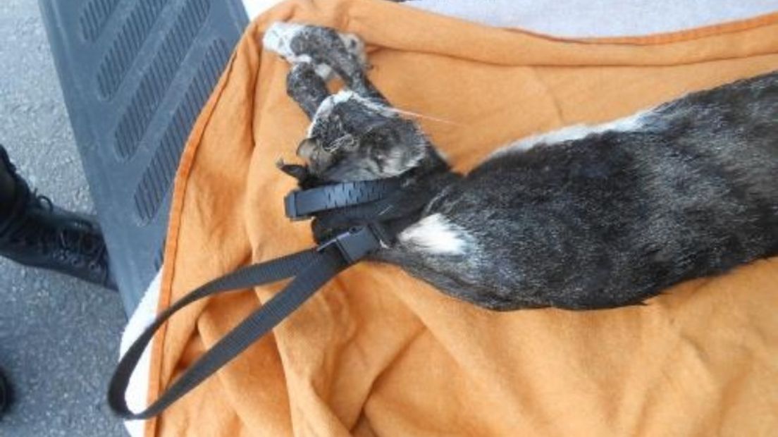 De opgehangen kat (Rechten: Dierenbescherming)