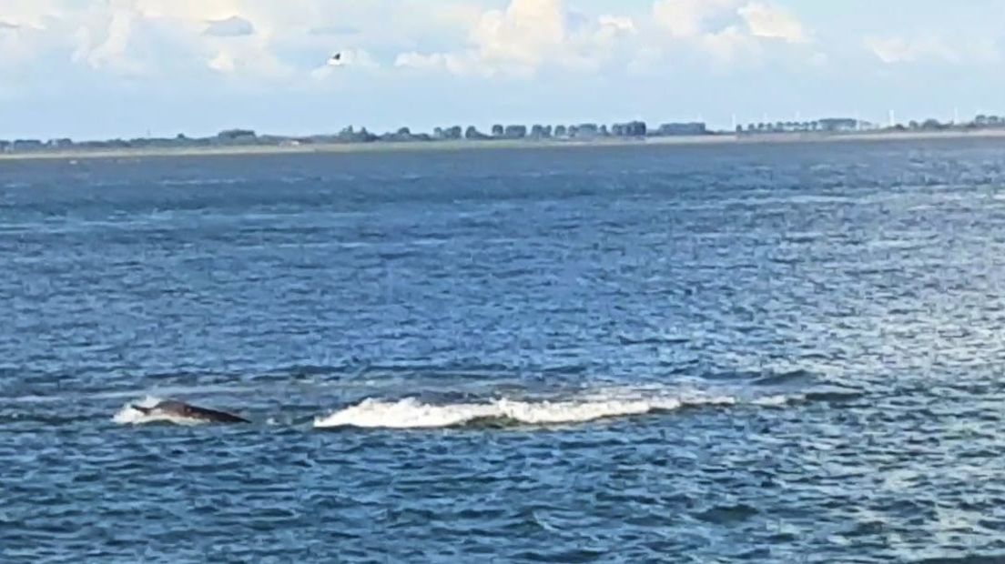 Butskoppen weer gezien, ditmaal in de Westerschelde