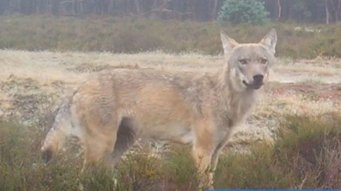 De wolvin van de Zuid-Veluwe in 2020.