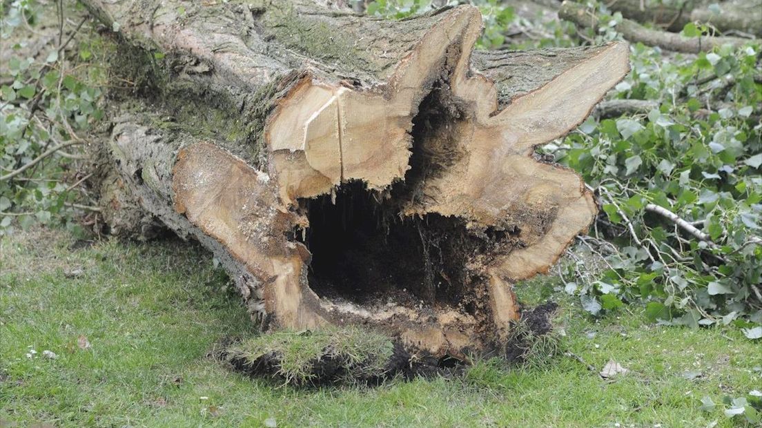 Bomen gekapt