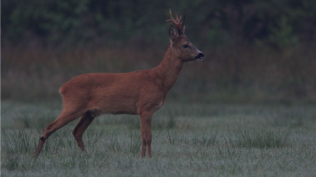 Tijdens de schemering komen reeën tevoorschijn op zoek naar voedsel (Rechten: Free Nature Images/LucHoogenstein)
