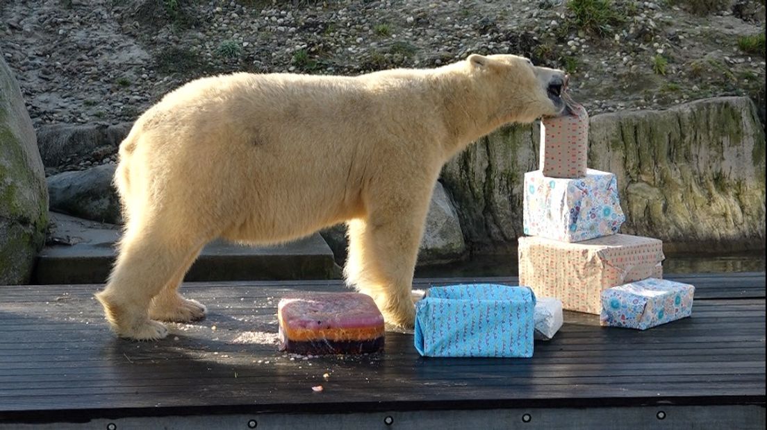 De ijsbeer bij haar cadeautjes (Rechten: Janet Oortwijn/RTV Drenthe)
