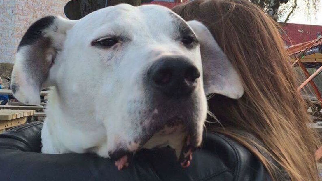Hond Herman biedt ook emotionele steun (of heeft het even nodig).