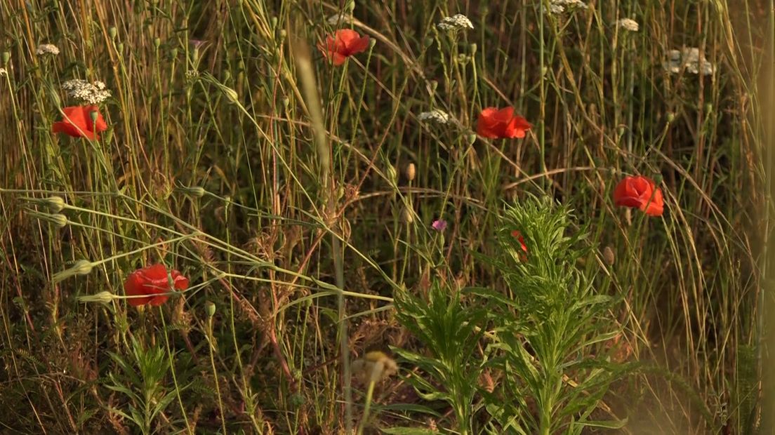 Het aantal wildaanrijdingen op de N18 is fors gestegen sinds de nieuwe weg open is. Alleen dit jaar al zijn er 16 ongelukken geweest. Dat blijkt uit cijfers van de Stichting Wildaanrijdingen Nederland. De bloemenzee in de bermen speelt mogelijk een rol. De fractie van D66 in de gemeente Berkelland heeft het onderwerp op de agenda gezet.