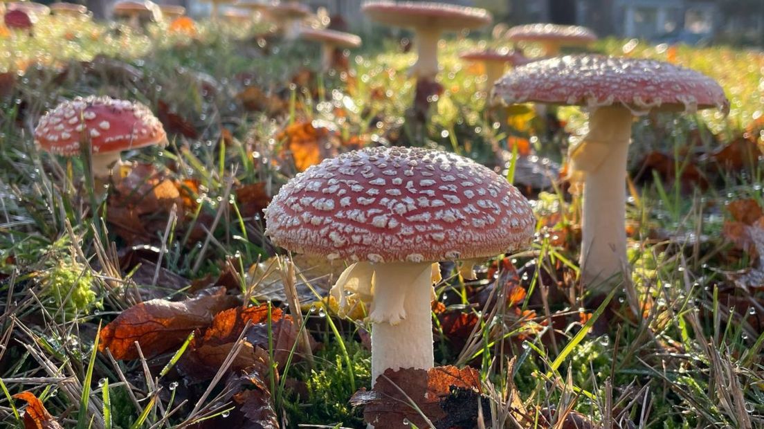 Rood met witte paddenstoelen