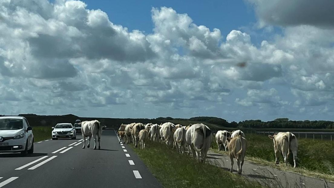Koeien op de N59