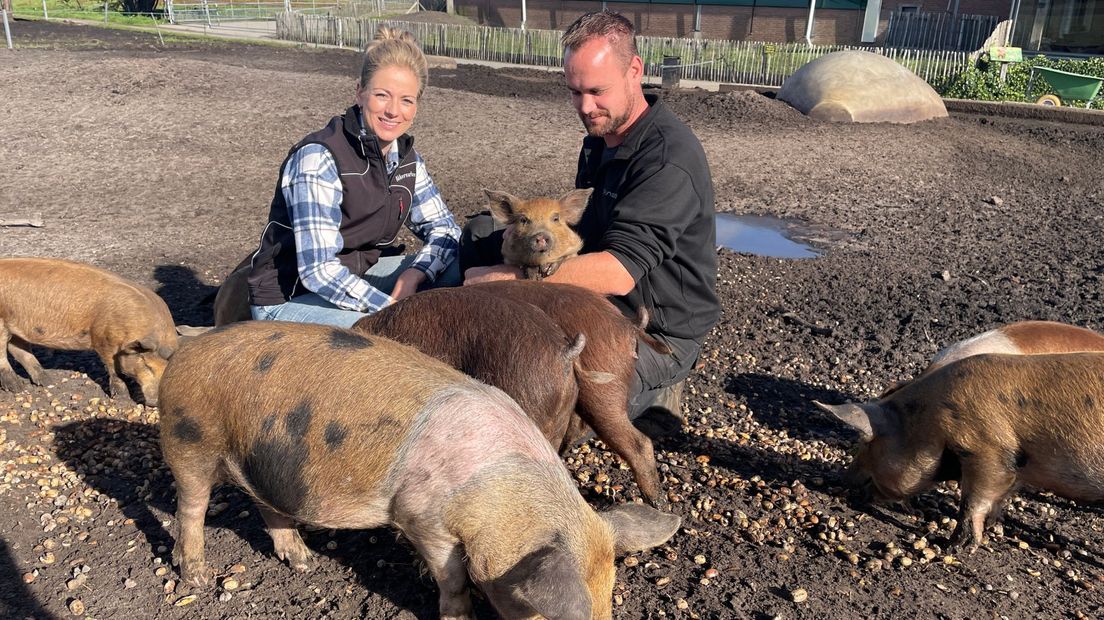 Claudia van der Laan en Willem Hempen tussen hun akkervarkens