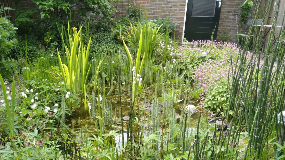 De tuin met vijver van Petra Anslijn in Emmen.