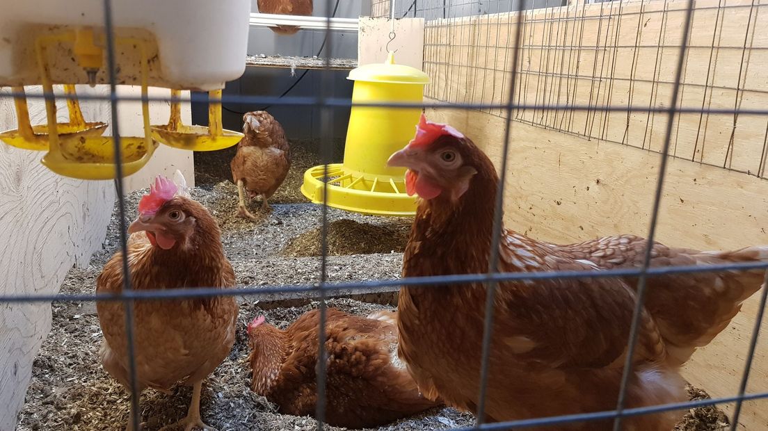Kippen die onderzocht worden op de Universiteit Utrecht