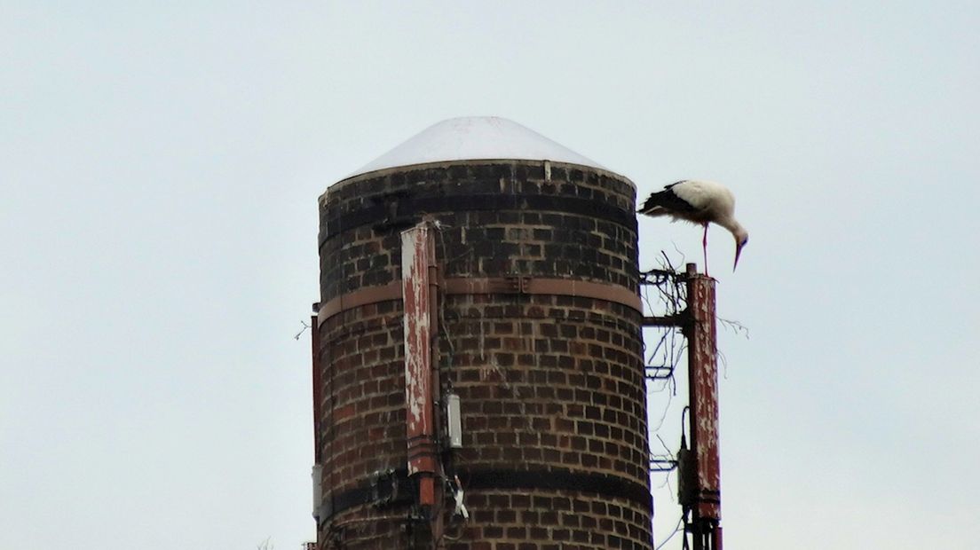 Ooievaars blijven bouwen aan nest