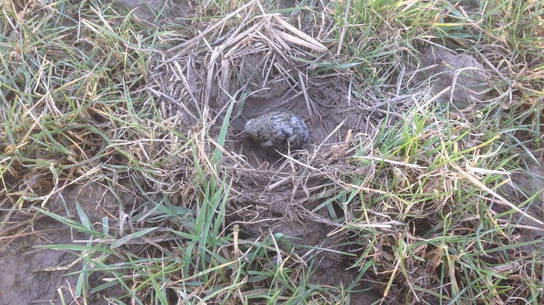 Het eerste kievitsei in Gelderland is donderdagmiddag gevonden in het Ingensche Veld in de gemeente Buren. De vondst van het ei werd om 17.30 uur gemeld bij Stichting Landschapsbeheer Gelderland, een paar uur na de vondst van het eerste landelijke kievitsei, in de provincie Utrecht.