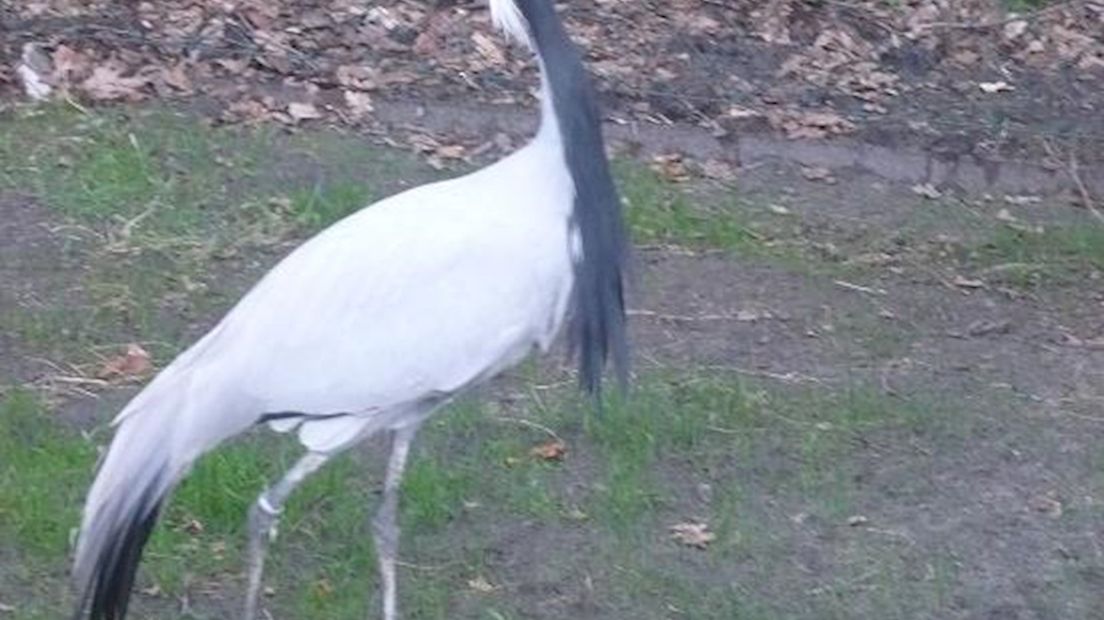 Jufferkraanvogel