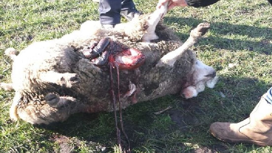 De wolf doodde een schaap in Nieuw-Amsterdam (archieffoto RTV Drenthe)